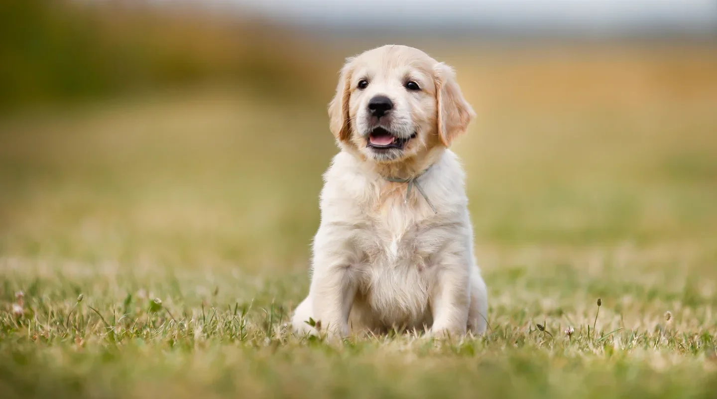 Cooper's Maintenance