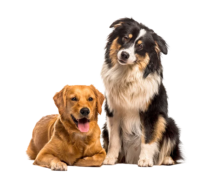 Complete nutrition for dogs and cats