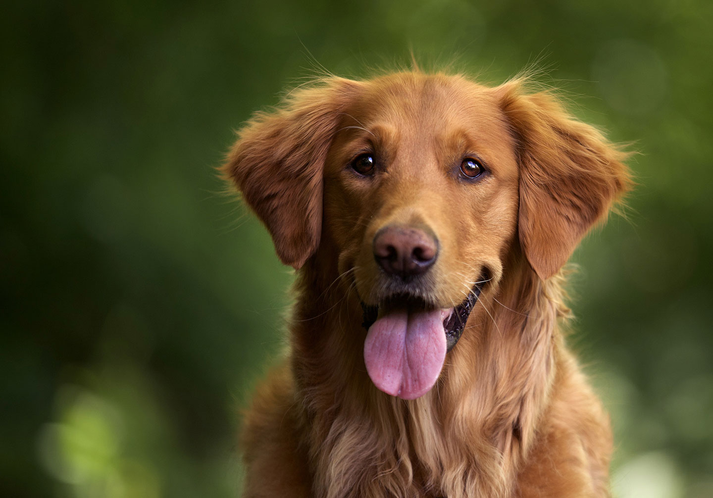 Golden Retriever smiling
